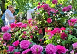 Targi Róż w Kutnie, maj 2024r.