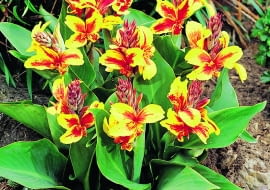 Paciorecznik "Reine Charlotte" (Canna) To miniaturka - dorasta jedynie do pół metra wysokości. Pięknie wygląda i na rabacie, i w pojemniku. Jak każdy paciorecznik, musi zimować w piwnicy w temperaturze 5-10°C. Jeśli obudzi się ją w marcu, sadząc do doniczki w ciepłym jasnym pomieszczeniu i pod koniec maja przeniesie na zewnątrz, będzie kwitła od czerwca do lipca, a od razu wysadzona do gruntu po ostatnich majowych przymrozkach zakwitnie około półtora miesiąca później.