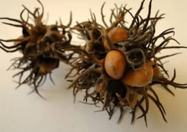 Owoce leszczyny tureckiej