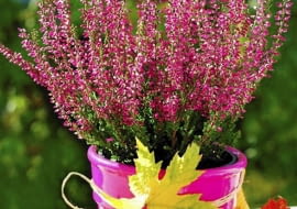 Wrzos to niewątpliwie symbol jesieni. Kwiaty jesienne