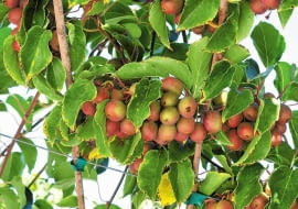 Kiwi z własnego ogrodu. ODMIANY AKTINIDII OSTROLISTNEJ: 'Ananasnaya' (po prawej) to faworytka sadowników; 'Purpurna Sadowa' (dalej z prawej) wyróżnia się kolorem.