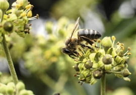 Dla nas bluszcz jest rośliną trującą, ale dla pszczół i ptaków nie.