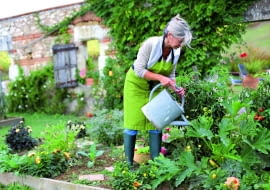 Cukinię i inne warzywa warto zasilać nawozem płynnym z humusem.