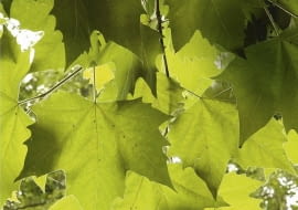 Platanus (Platane). Feuilles SLOWA KLUCZOWE: Blatt Platane