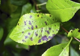 Parch na liściu pigwowca