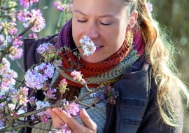 aFrau schnuppert an bluehendem Zweig von Viburnum bodnantense Dawn ( Winterschneeball )61065553