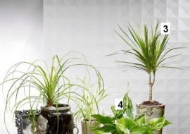 1. Nolina, 2. Zielistka, 3. Dracena obrzeżona, 4. Epipremnum, 5. Aglonema
