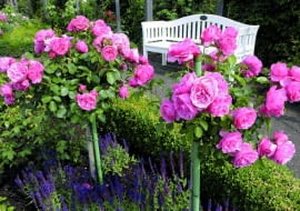 VReich blhende Hochstammrosen der Sorte Leonardo da Vinci von Meilland im Rosengarten