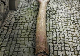 oczar zniszczony przez grzyby