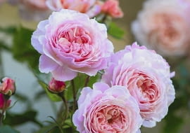 Rosa 'A Shropshire Lad'