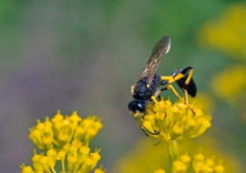 Gliniarz naścienny (Sceliphron destillatorium)
