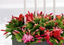 ONE TIME USE ONLY DO JEDNOKROTNEJ PUBLIKACJI ROSLINY DONICZKOWE KAKTUS KAKTUS BOZONARODZENIOWY GRUDNIK KWIATY SZLUMBERGERA FOT. FLORA DANIA PUBLIKACJA KWIETNIK NR 1 (169) - 1 2009 SLOWA KLUCZOWE: ROSLINY KWIATY WNETRZA