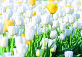 Tulipany jak malowane