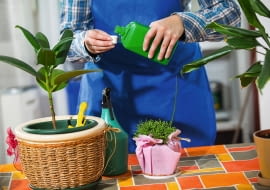 ZIMOWE NAWOZY podajemy w formie wodnych roztworów bądź w postaci granulek, które mieszamy z górną warstwą podłoża.