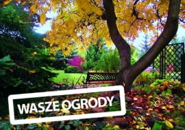 Jesień w naszym ogrodzie ma mnóstwo uroku. Lubię cieszyć się nią na ławeczce pod olbrzymim orzechem