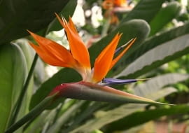 Strelitzia reginae