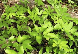 03.05.2003 ZWIERZYNIEC WOJEWODZTWO LUBELSKIE BYLINY WIOSNA CHWASTY PODAGRYCZNIK POSPOLITY AEGOPODIUM PODAGRARIA MLODE LISCIE FOT PAWEL SLOMCZYNSKI / AGENCJA GAZETA SLOWA KLUCZOWE: ROSLINY