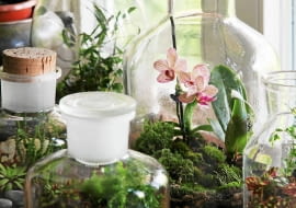 Begonie, miniogródek, aranżacja roślinna