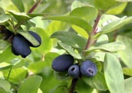 Jagoda Kamczacka. Krzewy owocują już po dwóch, trzech latach od posadzenia