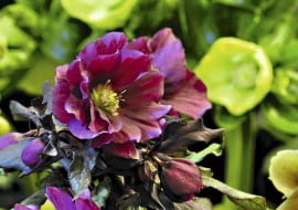 Ciemiernik 'Double Queen Purple'