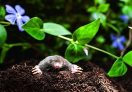 Kret europejski (Talpa europaea) to zwierzę objęte w Polsce częściową ochroną.