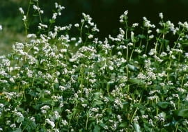GRYKA BIALA FAGOPYRUM ROSLINA NA ZIELONY NAWOZ MIODODAJNA PRZEDPLON POPLON MIEDZYPLON UPRAWA NAWOZENIE ROLNICTWO FOT. HANNA LEGUTOWSKA SLAJD MALY PUBLIKACJA OGRODY NR 10 (54) - 10.2003 SLOWA KLUCZOWE: ROSLINY ZDJĘCIE DO WKŁADKI: PUBLIKACJA OGRODY NR 10 (54) - CZASOPISMA