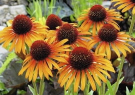 JEŻÓWKA PURPUROWA 'FLAME THROWER' tworzy mocno pachnące kwiaty o płomiennych barwach. Osiągają średnicę 10 cm. Dorasta do niemal metrowej wysokości i silnie się krzewi