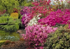 24.05.2004 PIASECZNO SZKOLKA ROSLIN OZDOBNYCH KRZEWY LISCIASTE KWIATY WIOSNA AZALIA RHODODENDRON FOT. PAWEL SLOMCZYNSKI / AGENCJA GAZETA PUBLIKACJA KWIETNIK NR 4 (136) - 4.2006 SLOWA KLUCZOWE: ROSLINY WODA OGRODY KWIATY ZDJĘCIE DO WKŁADKI: PUBLIKACJA KWIETNIK NR 4 (136) - CZASOPISMA