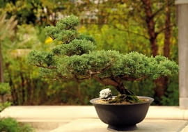 bonsai