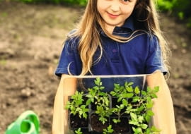 Gdy w maju nadejdzie czas na przesadzanie rozsady do gruntu, młode pomidory mają co najmniej po 10 cm wysokości i kilka par liści