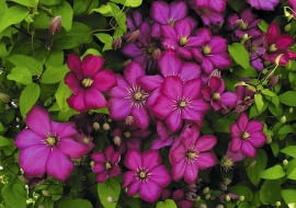 Powojnik (Clematis). Kwiaty balkonowe