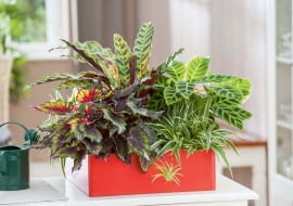 Kompozycja z zielistką, kalateą, begonią