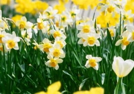 Narcyz z grupy tazetta 'Cragford'