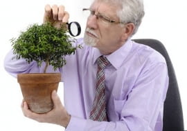 Szkodniki roślin doniczkowych