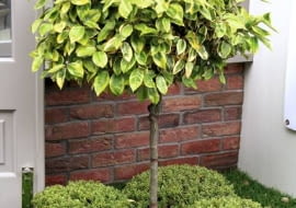 Fot. 2. Mała rabata wokół drzewa chroni przed uszkodzeniem pnia podczas koszenia