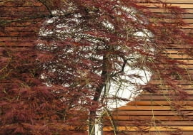 Ogrody japońskie. KLON JAPOŃSKI