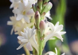 Polianthes tuberosa SLOWA KLUCZOWE: Blume Blumen Botanik Close Up Close-up Dornen D´ftend Flora Garten Gartenbau Knolle Knollen Nahaufnahme Natur Perennial Pflanze Pflanzen Polianthes tuberosa Stachel Stacheln Staude bl´hend botanisch duften duftend duftende duftender einheimisch g rtnerisch knollig tuberose wei? D´ftend bl´hend g rtnerisch wei?