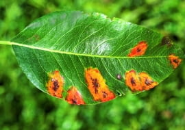 Rdza na liściu gruszy