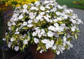 Niecierpek Sunpatiens