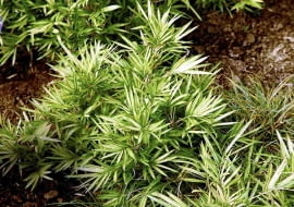 ROSLINY TRAWA BAMBUS ZIMOZIELONY PLEJOBLASTUS ' TSUBOI FOT. WIESLAW GAWRYS PUBLIKACJA KWIETNIK NR 2 (170) - 2 2009 SLOWA KLUCZOWE: ROSLINY ZDJĘCIE DO WKŁADKI: PUBLIKACJA KWIETNIK NR 2 (170) - CZASOPISMA