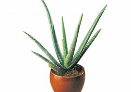 Lecznicze działanie wielu roślin na organizm człowieka znane jest w medycynie ludowej od dawna. Przygotowaliśmy krótki przegląd doniczkowych lekarstw dostępnych bez recepty. <BR /> ROŚLINY LECZNICZE. Aloes lubi dużo światła i mało wody. Podlewamy go wtedy, gdy ziemia w doniczce przeschnie.