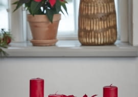 Aranżacja adwentowa z poinsecją w blasze do pieczenia