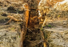 Kopanie rowu w pobliżu korzeni jest możliwe, gdy nie ma mrozu.