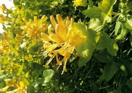 05.06.2003 POWSIN KOLO WARSZAWY OGROD BOTANICZNY POLSKA AKADEMIA NAUK ULICA BOROWIKA 2 PNACZA WICIOKRZEW LONICERA KWIATY