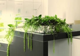 Hoja różowa i Hoya linearis w niebanalnym duecie. Plątaninie pędów formę nadaje prostokątny pojemnik.