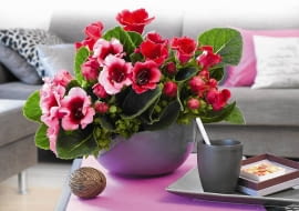 IMPONUJĄCY ZESTAW dwóch odmian syningii w jednym dużym pojemniku.