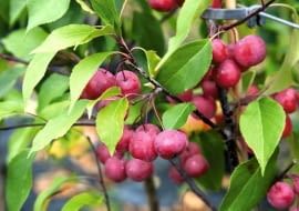 03.09.2009 BRANIEWO SESJA OGRODY , SZKOLKA DRZEW I KRZEWOW OZDOBNYCH - WLASCICIEL LUCJAN GURSZTYN - PREZES ZWIAZKU SZKOLKARZY POLSKICH