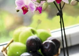 Falenopsis, storczyk