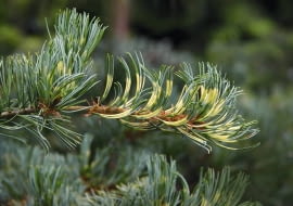 Pinus parviflora 'Fukai' SLOWA KLUCZOWE: drzewa iglaste