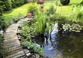 SLOWA KLUCZOWE: teich gartenteich garten beet iris blumen natur see seerosen wasser fische stauden rabatte blätter frisch sommer frühling bunt gärtner gärtnerei hobby freizeit urlaub zuhause bepflanzung pflanzen holz bretter steg gartenarbeit gelb